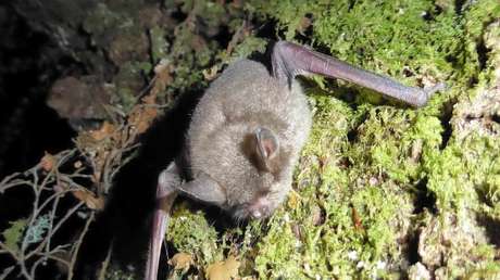 Eligen a una especie de murciélago como el 'ave del año' en Nueva Zelanda y el concurso desata polémica en la Red