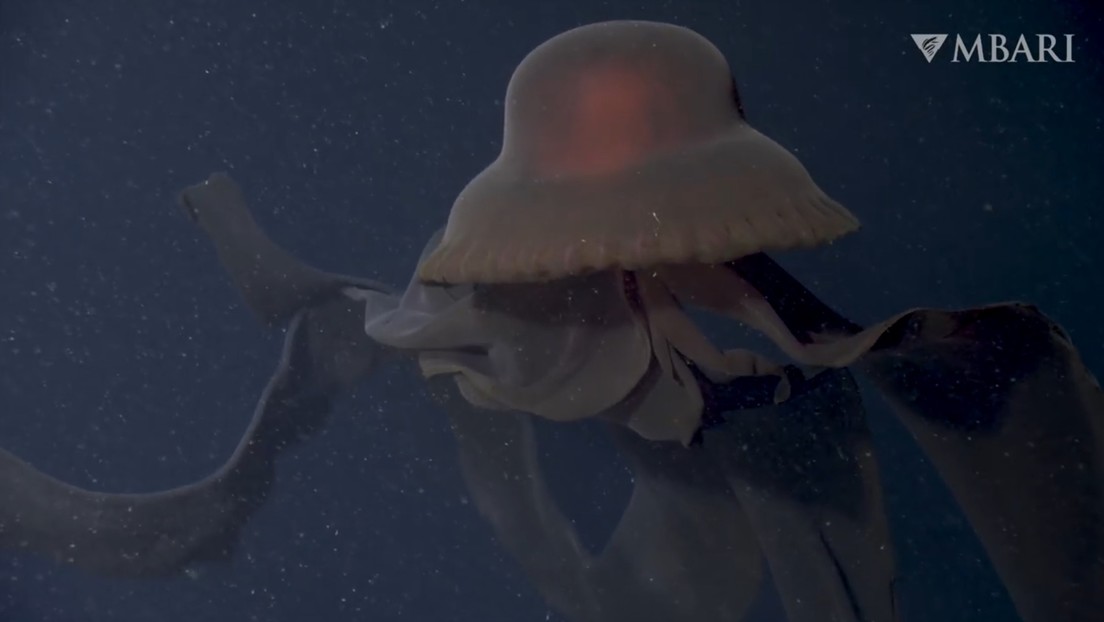 Una medusa fantasma gigante que atrapa a sus presas con "brazos bucales" de 10 metros es vista frente a la costa de California (VIDEO)