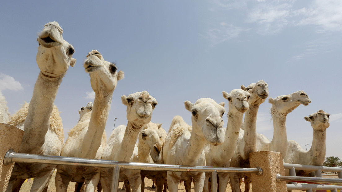 Excluyen a decenas de camellos de un 'concurso de belleza' porque los sometieron a estiramientos faciales y a botox