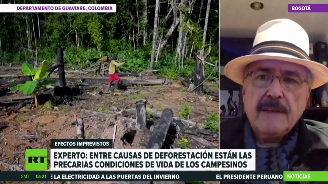 Experto: Las precarias condiciones de vida de los campesinos son parte de las causas de la deforestación en Colombia