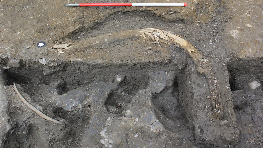 Descubren en Reino Unido los restos de al menos 5 mamuts de la Edad de Hielo junto con herramientas de piedra hechas por neandertales