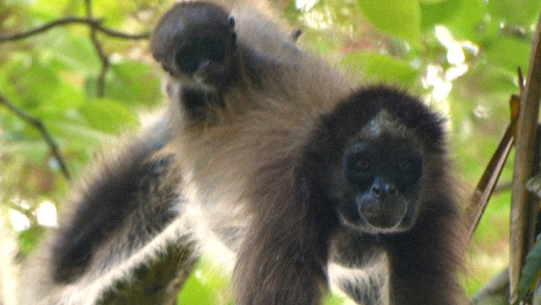 La lucha por el último bosque de los llanos occidentales de Venezuela y hogar del mono araña, un primate en peligro crítico de extinción