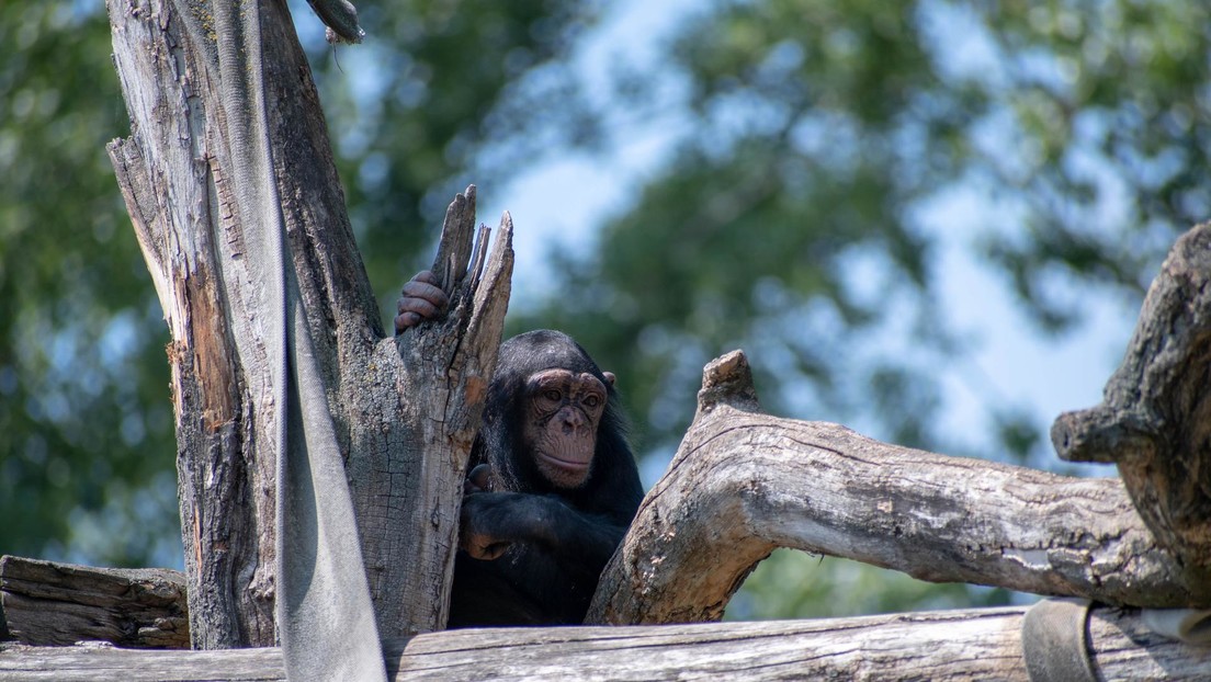 Una joven chimpancé criada por humanos y enviada a un santuario de primates en Kenia muere golpeada por sus congéneres