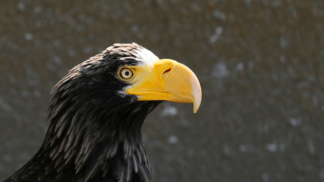 Avistan en EE.UU. una rara águila gigante deambulando a casi 8.000 kilómetros de distancia de su hogar