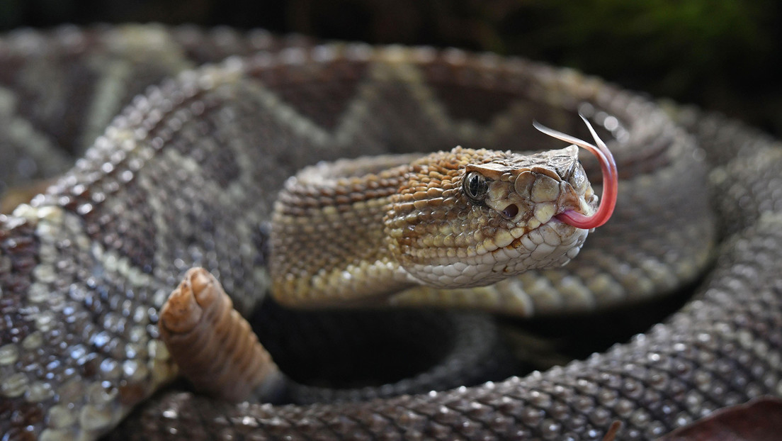 Descubren que el veneno de serpientes y la saliva de mamíferos tienen un origen común
