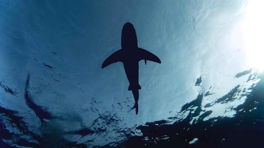 Un surfista muere por un ataque de tiburón en California la víspera de Navidad