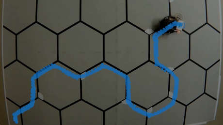 Construyen un robot que aprendió a moverse solo en un laberinto mediante el uso de tecnologías que emulan la capacidad cerebral de los mamíferos