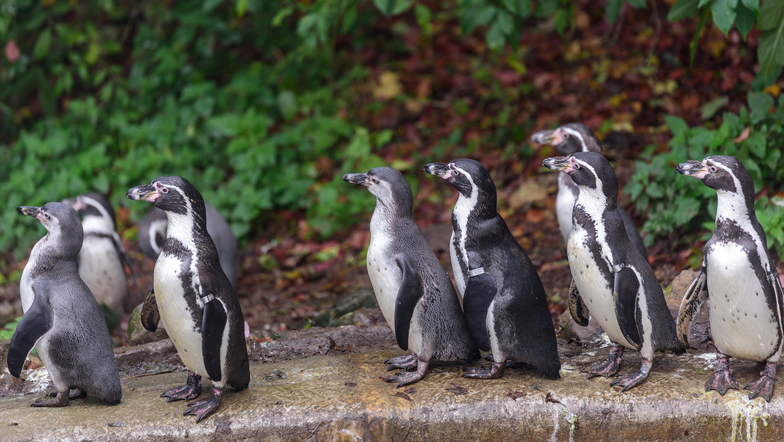 Decenas de pingüinos mueren en un zoo británico por un brote de malaria aviar