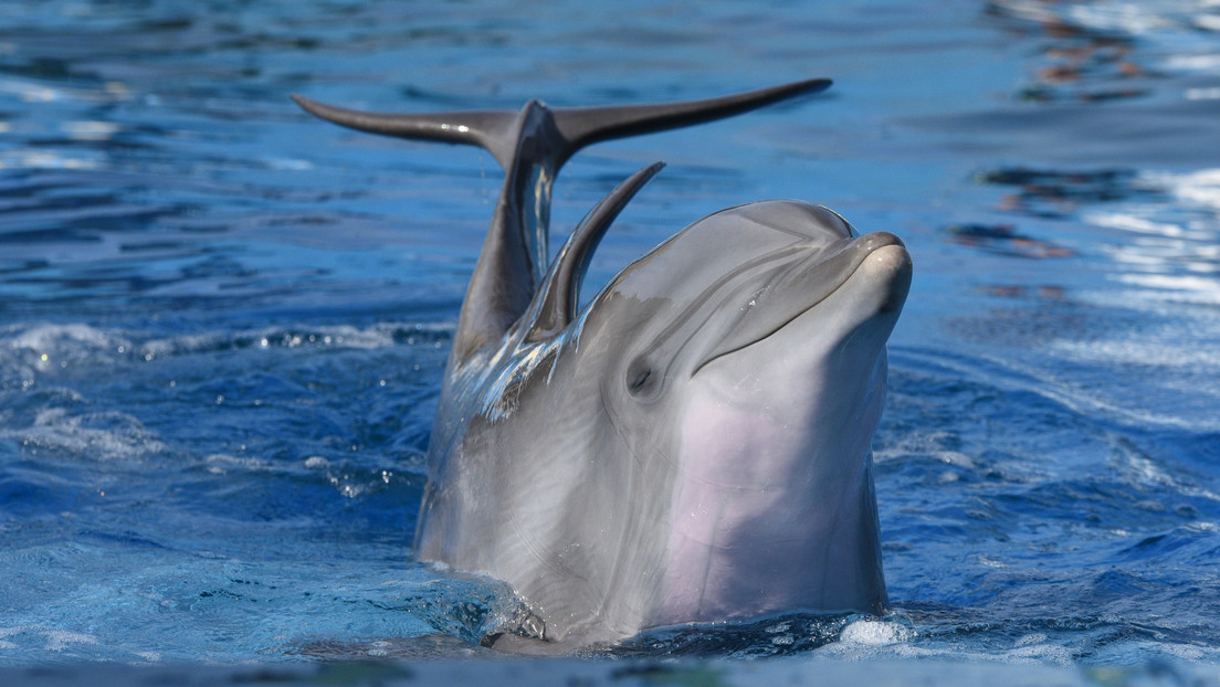 Descubren en hembras de delfines un clítoris "muy sensible a la estimulación táctil y probablemente funcional"