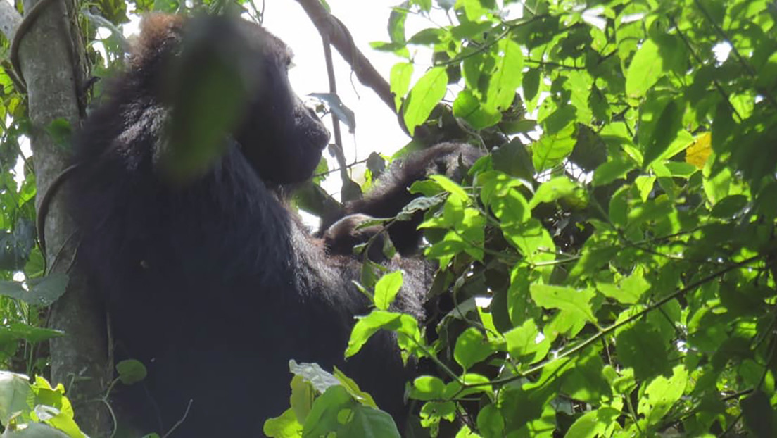 FOTO: Nace en el Congo una cría de una especie de gorila en peligro de extinción