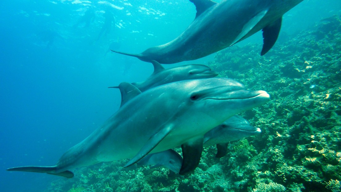 Hamás dice que Israel utilizó delfines 'asesinos' para "cazar a sus elementos navales en el mar profundo"