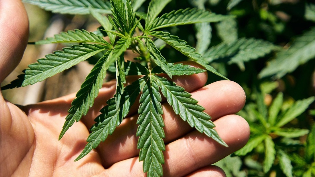 El Congreso de Costa Rica aprueba el proyecto de ley de cannabis para uso medicinal y el cáñamo industrial