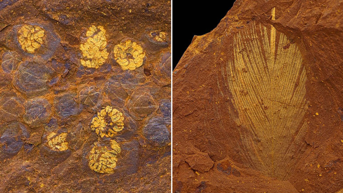 Encuentran en el corazón 'muerto' de Australia fósiles de arañas, cigarras gigantes y peces de millones de años y calidad excepcional