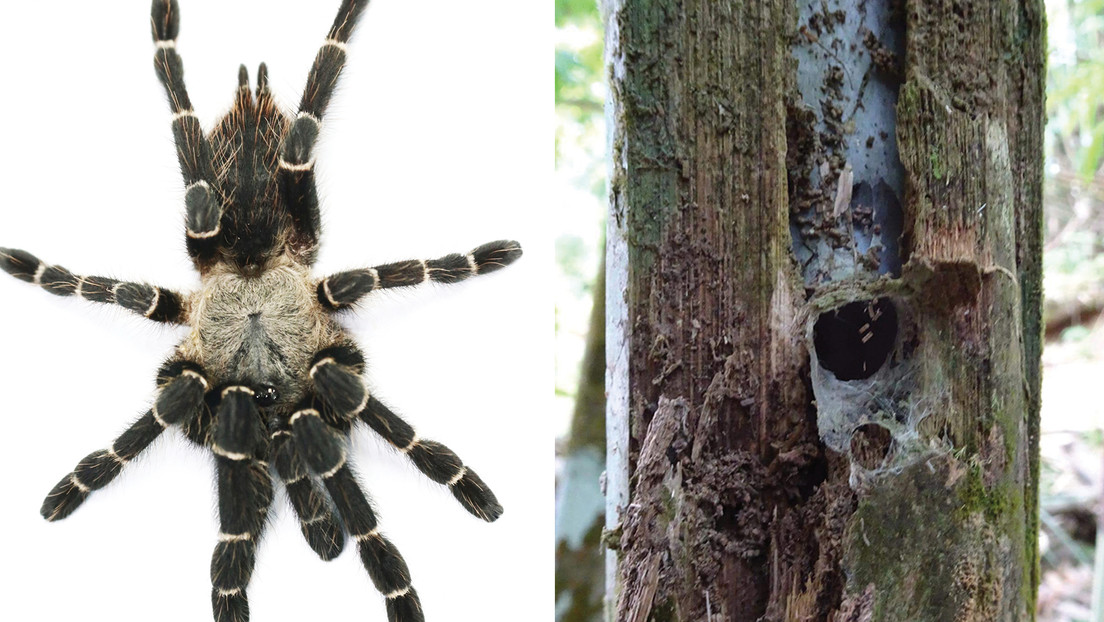 Descubren en Tailandia el primer género de tarántula conocido que vive en tallos de bambú