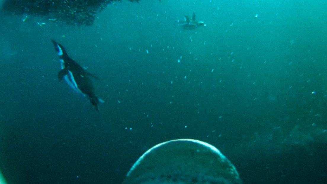 Colocan una cámara en un pingüino y captan la forma cómo se alimenta en aguas de Argentina (VIDEO)