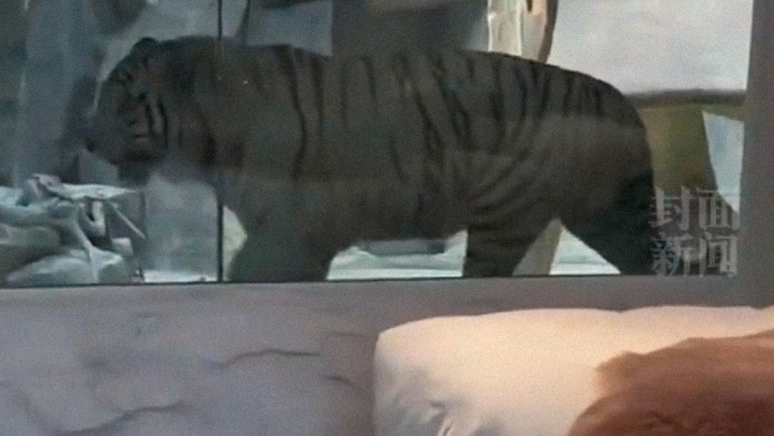 Polémica en China ante la propuesta de un hotel que ofrece a sus clientes dormir 'junto a un tigre'