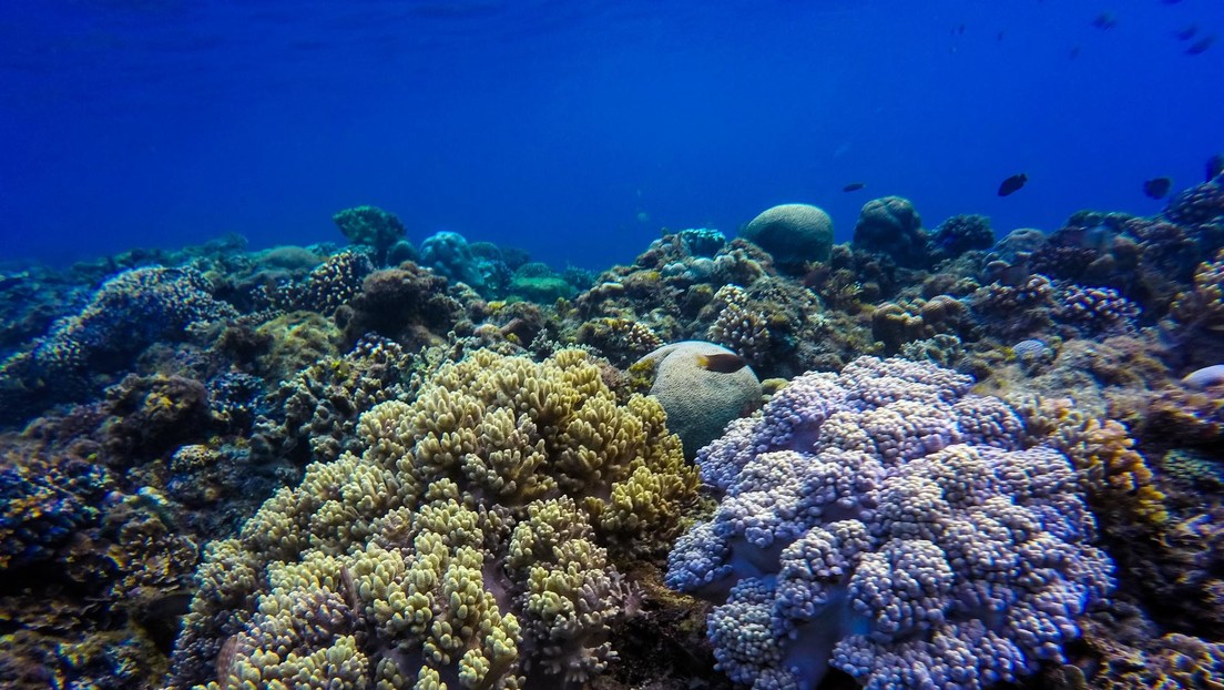 FOTO, VIDEO: Descubren "uno de los arrecifes de coral más grandes del mundo" en la "zona crepuscular" del océano