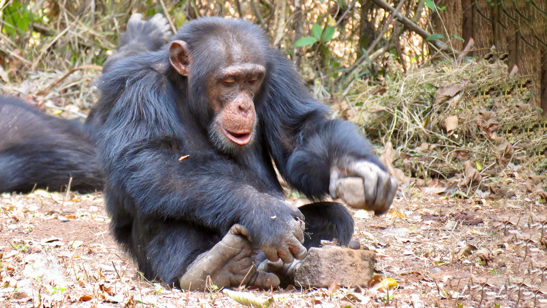 Descubren que los chimpancés adquieren comportamientos culturales más parecidos a los humanos de lo que se creía