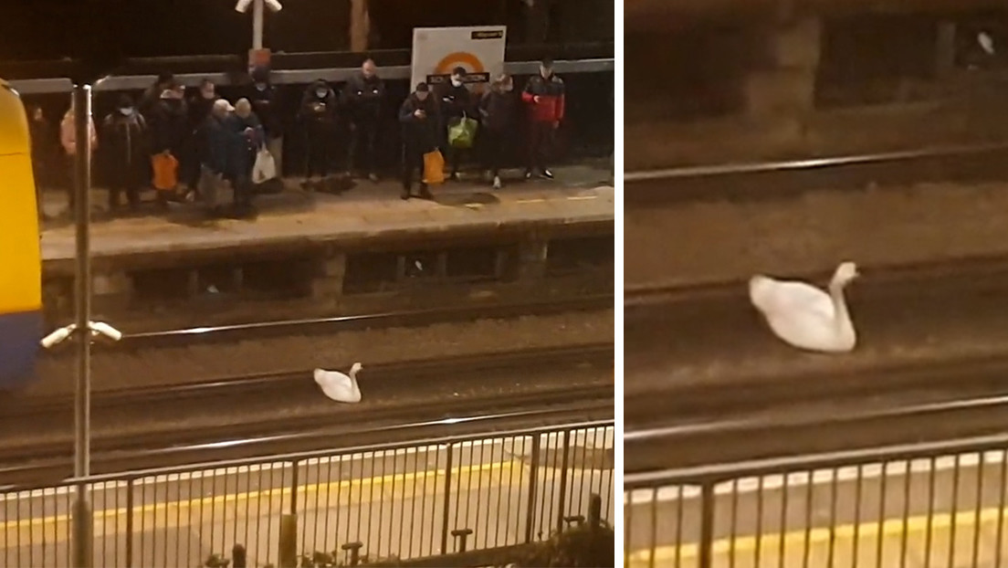 VIDEOS: Un cisne en las vías del tren suburbano de Londres paraliza el servicio durante casi dos horas