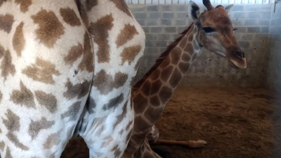 VIDEO: Rescatan a 15 jirafas en un resort de Brasil que vivían en un cobertizo de 40 metros, sin luz del sol y rodeadas de heces