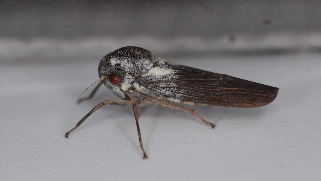 Descubren en África un pequeño insecto destacable por su brillo metálico y los genitales 'en forma de hoja'