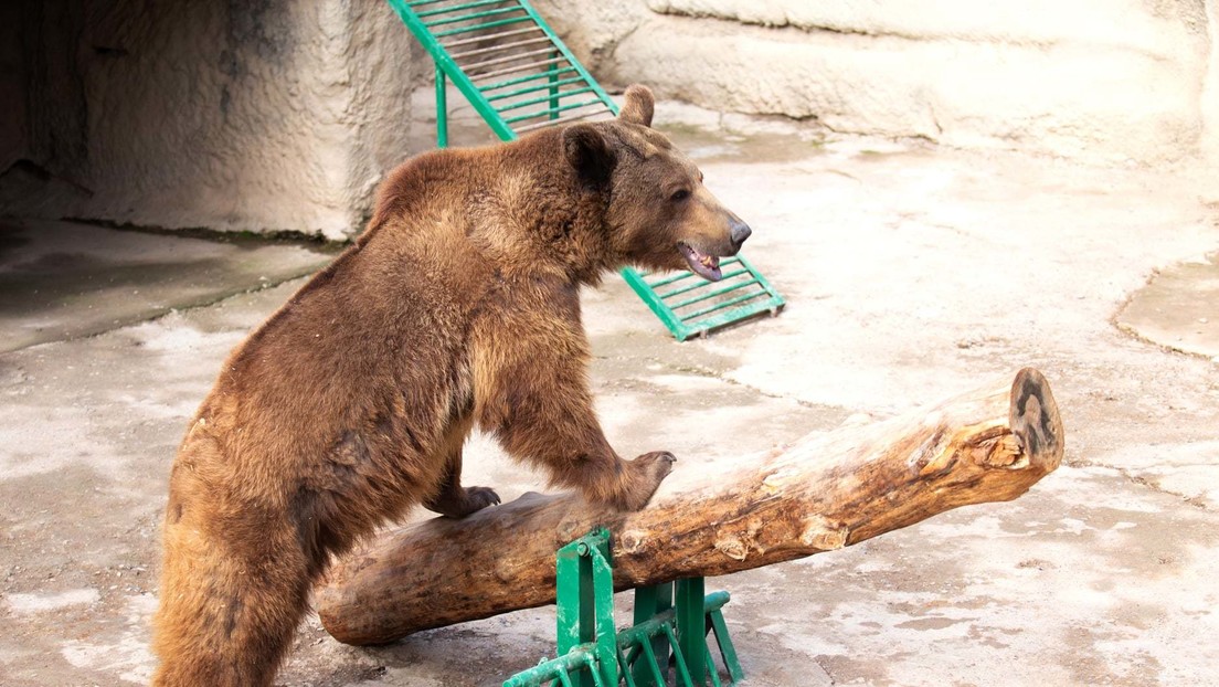Una mujer arroja a una niña a la jaula de un oso en un zoológico (el animal solo la olió y se alejó)