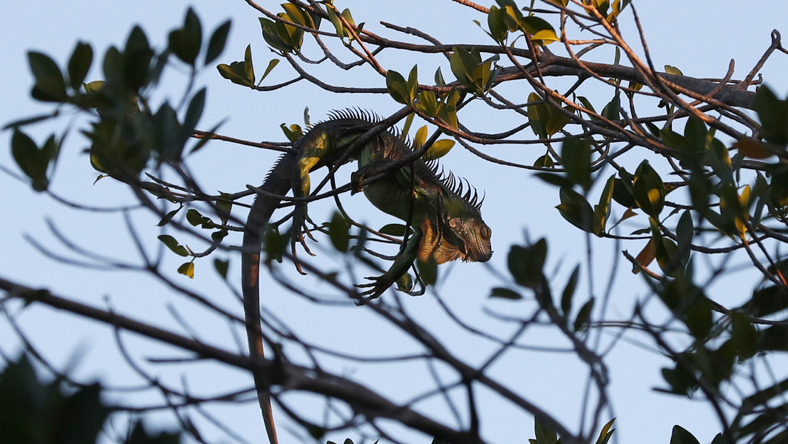 Una ola de frío azota Florida provocando que las iguanas se congelen y caigan de los árboles
