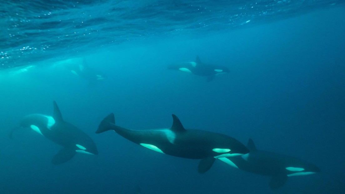 Documentan por primera vez a orcas cazando al animal más grande del mundo