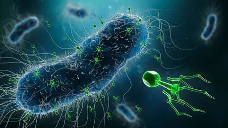 Médicos usan un tratamiento con virus para exterminar una superbacteria resistente a los antibióticos
