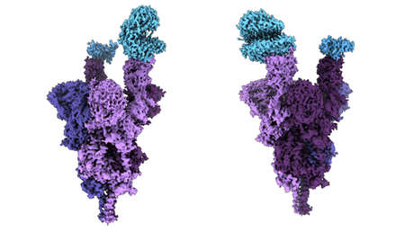 Presentan el primer análisis molecular de la proteína espiga de ómicron, que ayudará al desarrollo de tratamientos efectivos contra esta variante