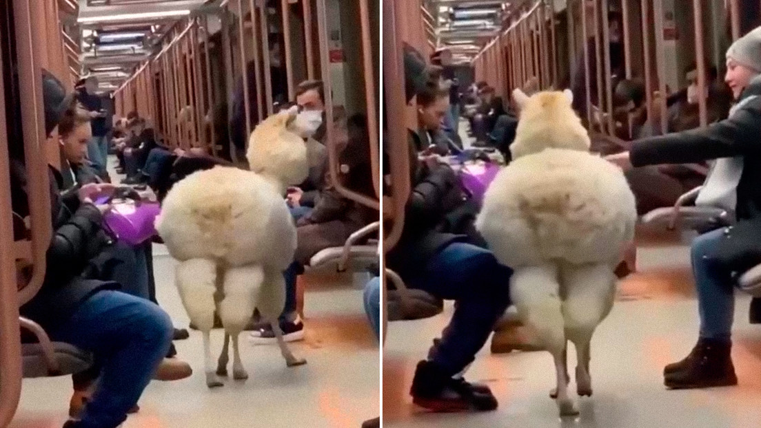 Una alpaca entra en el metro de Moscú y se pasea por los vagones (VIDEO)