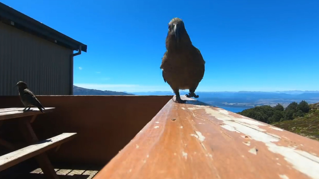 VIDEO: Un loro insolente de Nueva Zelanda graba su espectacular fuga con una GoPro robada en su pico