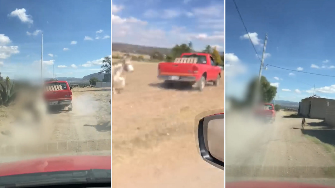 Un 'influencer' mexicano divulga un video que muestra el maltrato de un burro arrastrado por un camioneta y el gobernador pide una investigación
