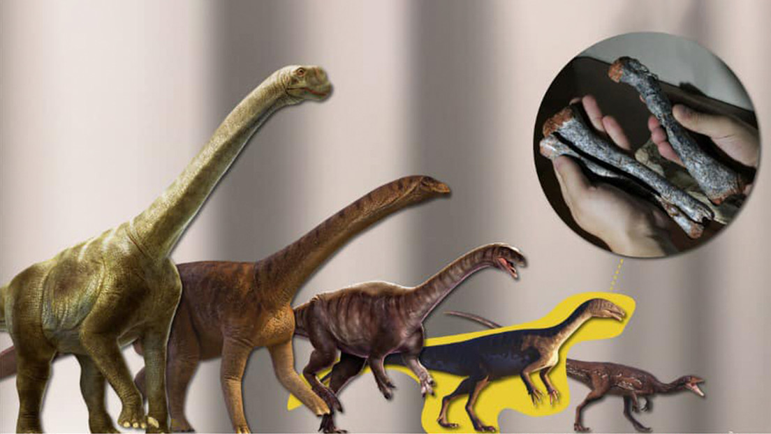 Hallan a un 'tatarabuelo' de los dinosaurios gigantes del Jurásico que vivió en Sudamérica hace 230 millones de años