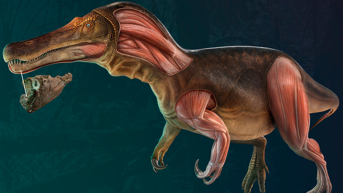 Identifican una nueva especie de dinosaurio en Portugal que tenía dientes en constante renovación