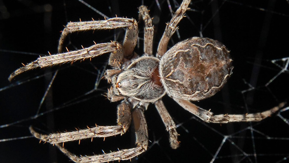 Descubren una especie de araña que usa su red para aumentar su rango de audición