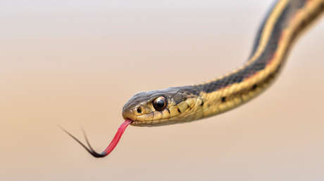 Una serpiente a bordo de un avión provoca un aterrizaje de emergencia (VIDEO)