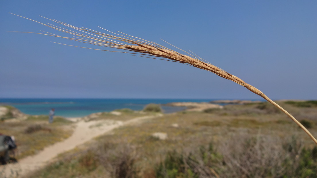 Descubren en Israel un trigo silvestre con una altísima resistencia a las enfermedades