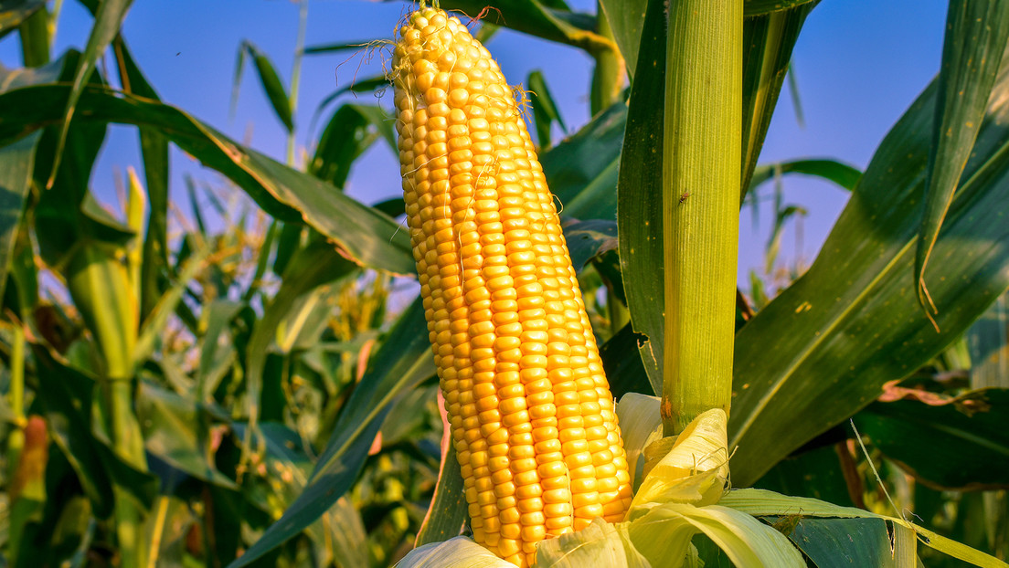 Científicos descubren cómo mejorar el rendimiento del cultivo de maíz y de arroz