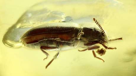 Encuentran encerrado en un ámbar el fósil de un escarabajo desconocido de hace 40 millones de años