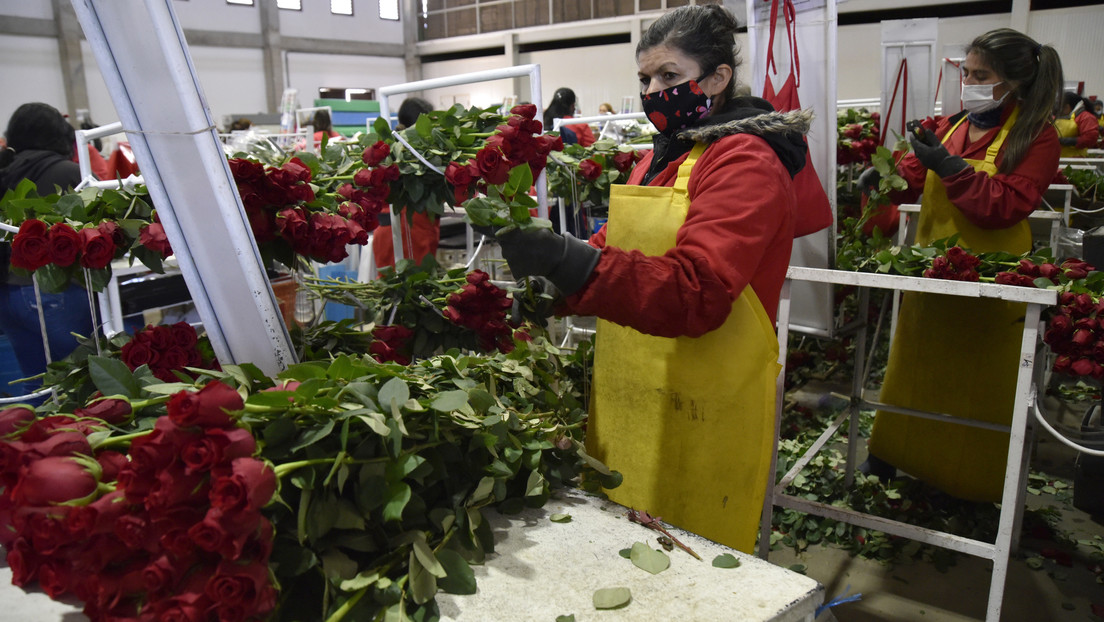 La industria floral de Colombia alerta de serias dificultades debido a las sanciones contra Rusia