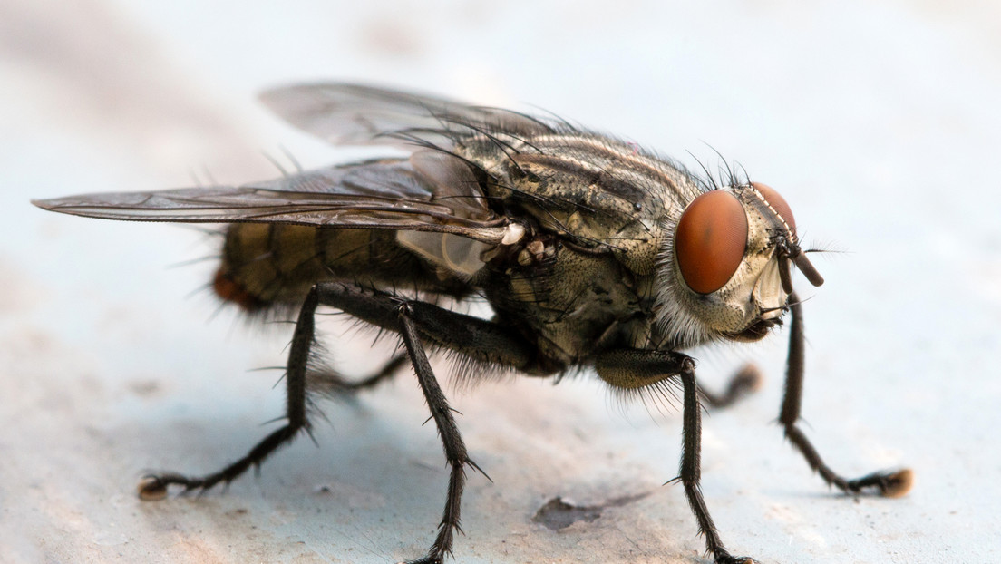 "Sientes que es una batalla perdida": Nueva Zelanda hace frente a una terrible plaga de moscas de racimo