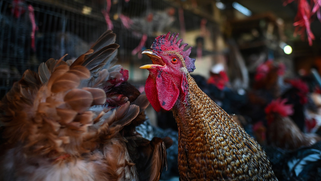 Confirman en EE.UU el primer caso de infección en humanos de una cepa altamente contagiosa de gripe aviar