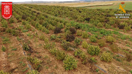 Desmantelan en España la mayor plantación de marihuana de toda Europa