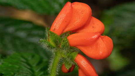 Encuentran en Ecuador una flor que se creía extinta desde hace 40 años (pero todavía está en peligro de desaparecer)