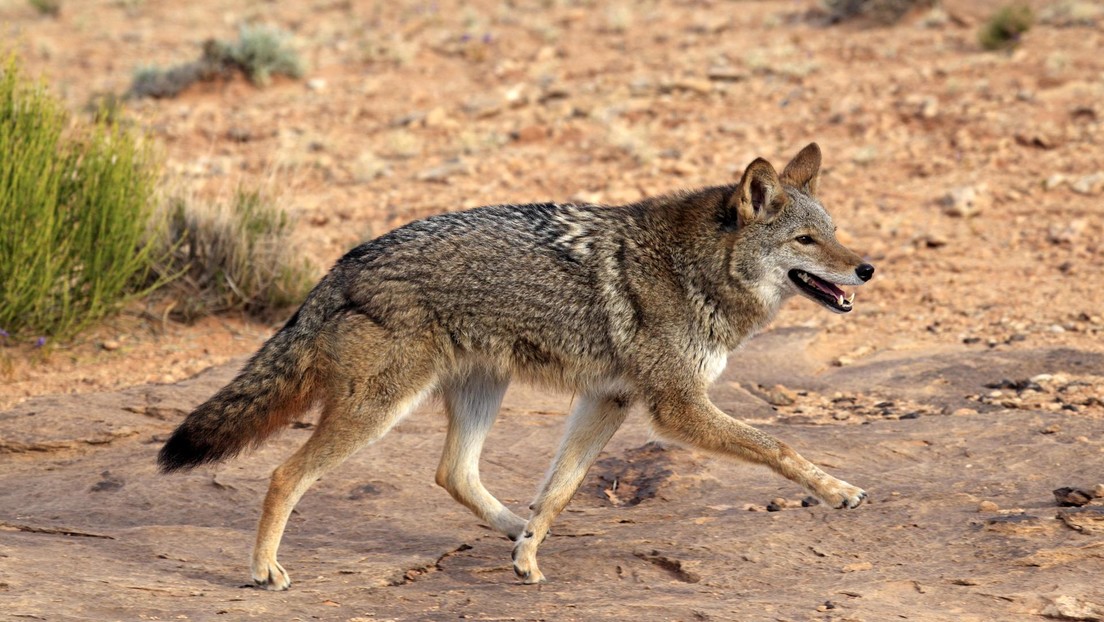 Un coyote ataca a una pequeña niña en una playa de California causándole serias heridas