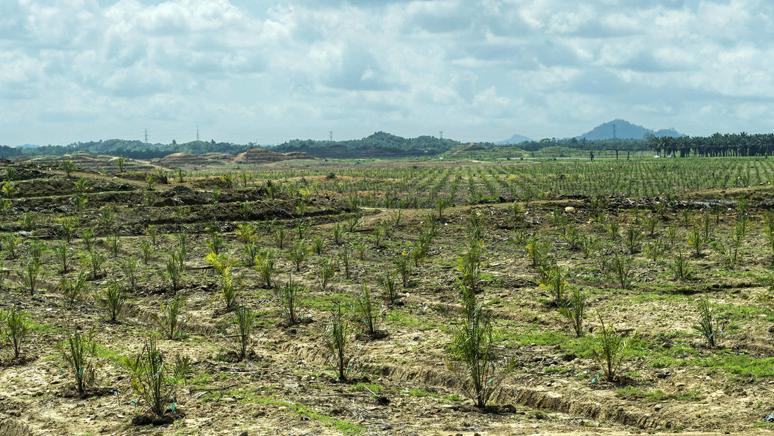 El segundo mayor productor de aceite de palma propone una iniciativa para frenar la escasez mundial del producto