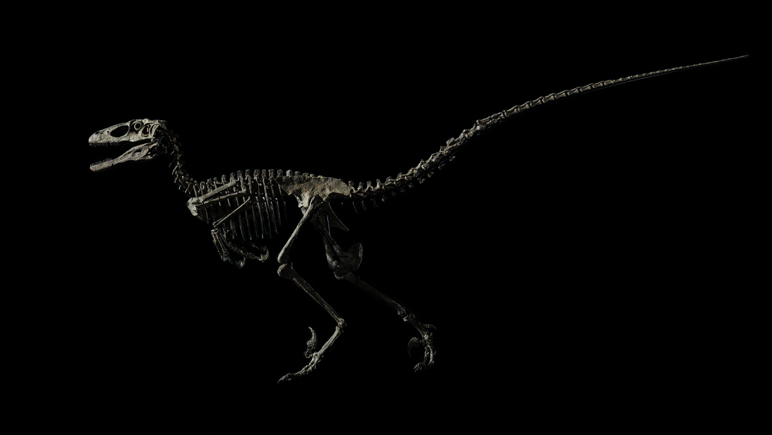 Un esqueleto del dinosaurio que inspiró la película 'Parque Jurásico' se vendió en una subasta por 12,4 millones de dólares
