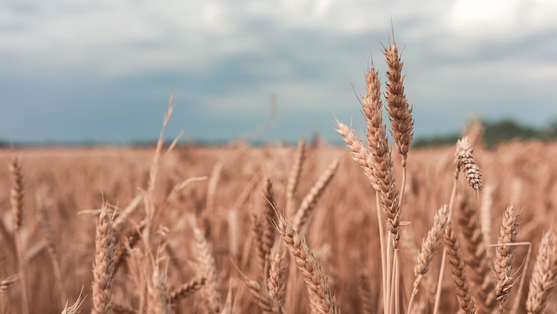 Rusia: Más de 8,5 millones de ucranianos sufren desnutrición, pero Occidente busca retirar cereales del país lo más rápido posible