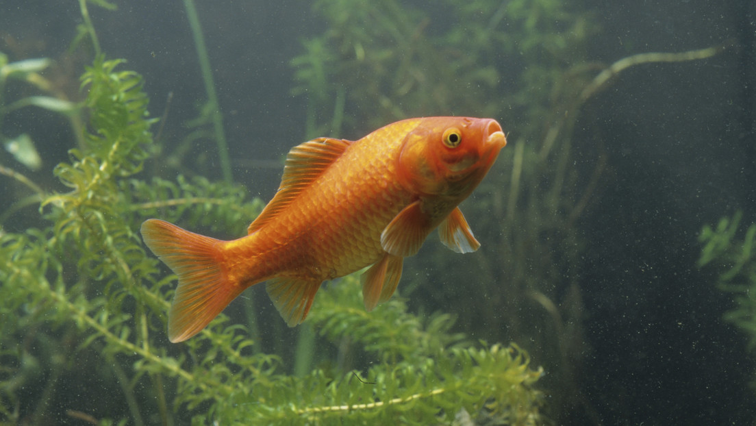 Brillante pero letal: los peces dorados podrían ser devastadores para la biodiversidad